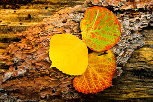 Aspen Leaves On Pine Bark