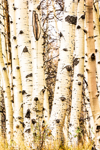 Aspen Trunks