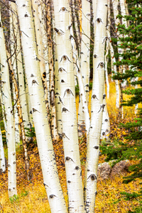 Aspen Trunks 3