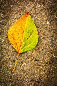 Bi-Color Leaf