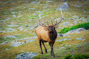 Bugling Elk