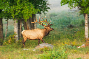 Bull Elk In Motion