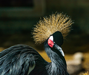Crowned Crane