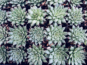 Echevaria 2
