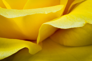 Edge of a Rose
