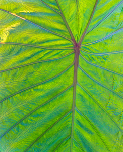Elephant Ear Leaf