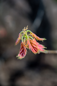 Emerging