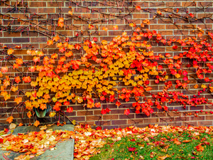 Fall Wall