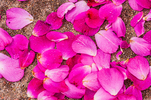 Fallen Petals