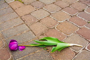 Fallen Tulip On The Bricks