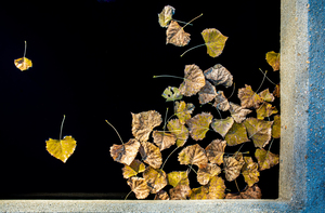 Floating Leaves