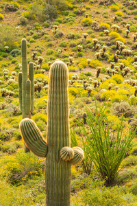 Friendly Saguaro Cactus