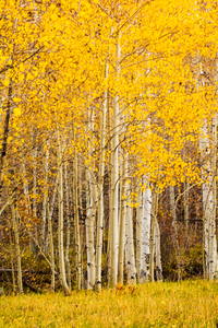 Golden Aspen