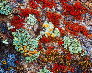 Im Lichen This