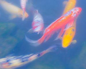 Koi Swirls