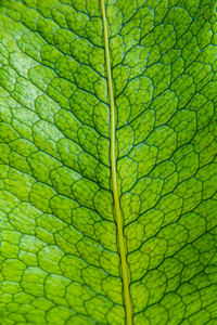 Leaf Pattern