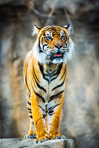 Majestic