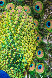 Many Eyes