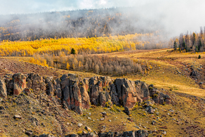 Misty Gold