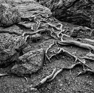 Network B W