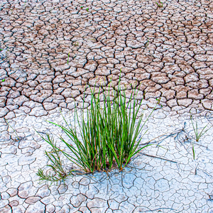 Parched