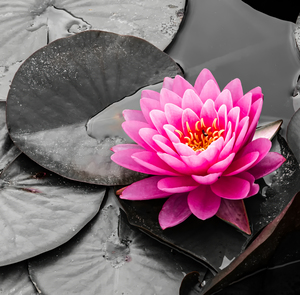 Pink Waterlily