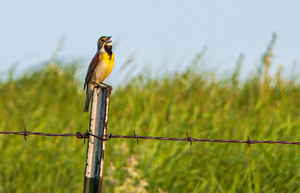 Prairie Song