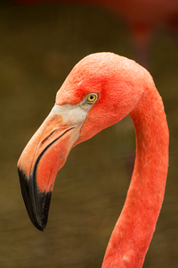 Pretty In Pink