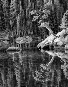 Reflecting Pine B_W