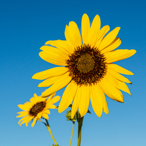 Sunflowers and Blue Sky