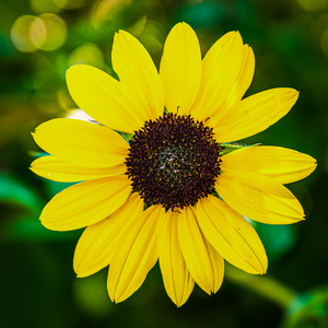 Sunny