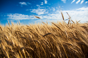 Wheat And Sky