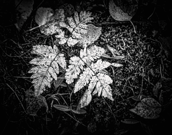 Ghost Fronds B W Print