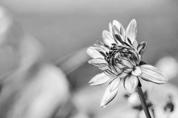 A Bud B W Print