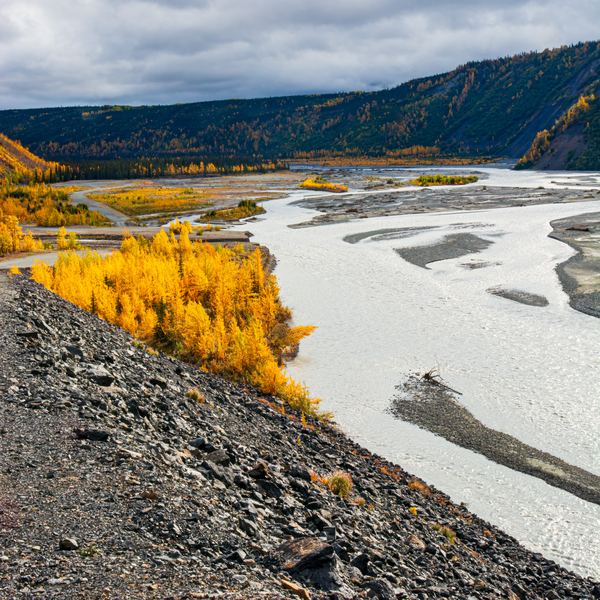 Alaskan River Gold Print