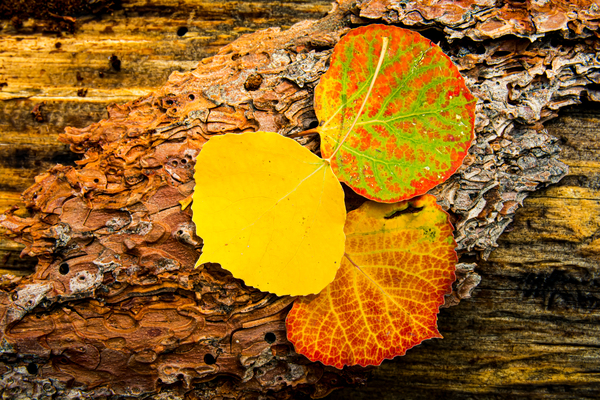 Aspen Leaves On Pine Bark Print