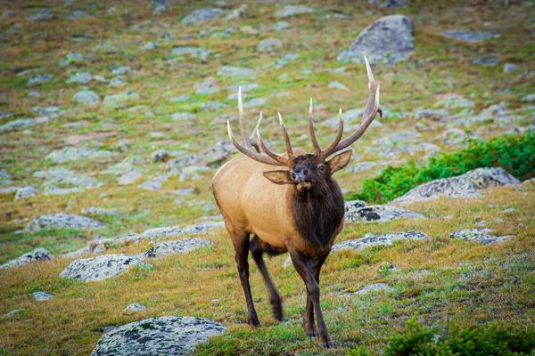Bugling Elk by Prairie Wind Imagery