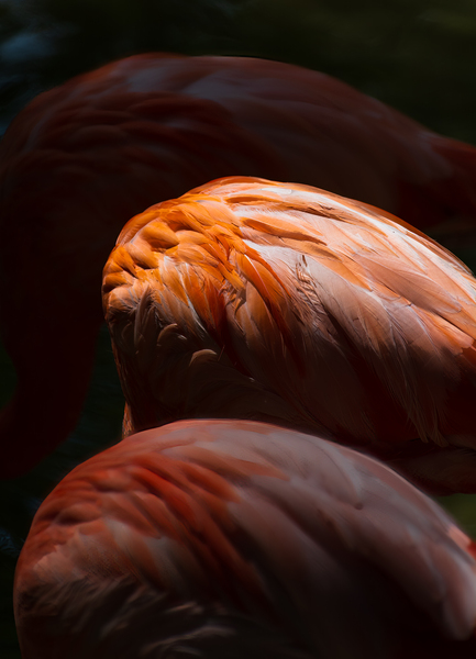 Flamingo Lighting by Prairie Wind Imagery