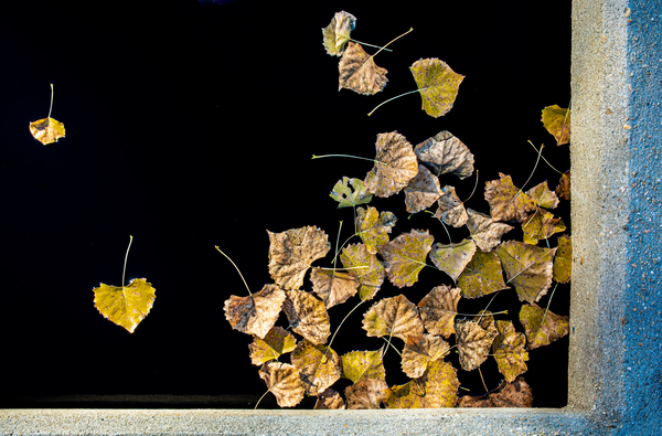 Floating Leaves Print
