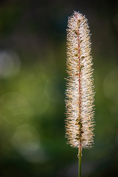 Foxtail Glow by Prairie Wind Imagery