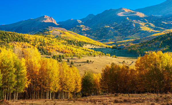 Golden Valley Print