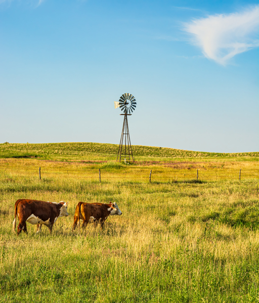 Iconic Sandhills Scene Print