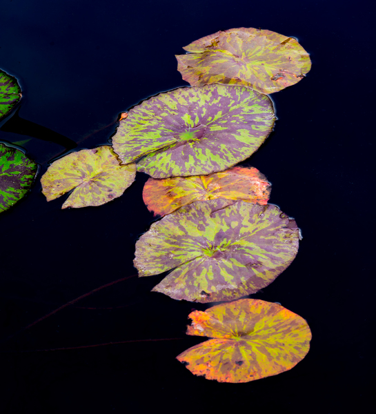 Lily Pads Print