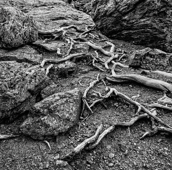 Network B W Print