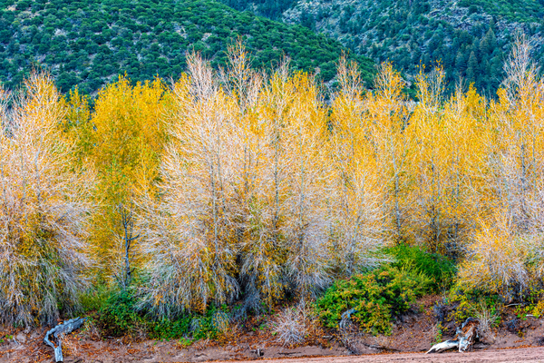 Riverbank Gold Print
