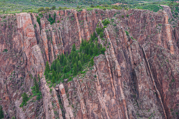 Rock Wall Forest  Print