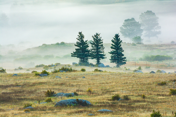 Trees In The Mist Print