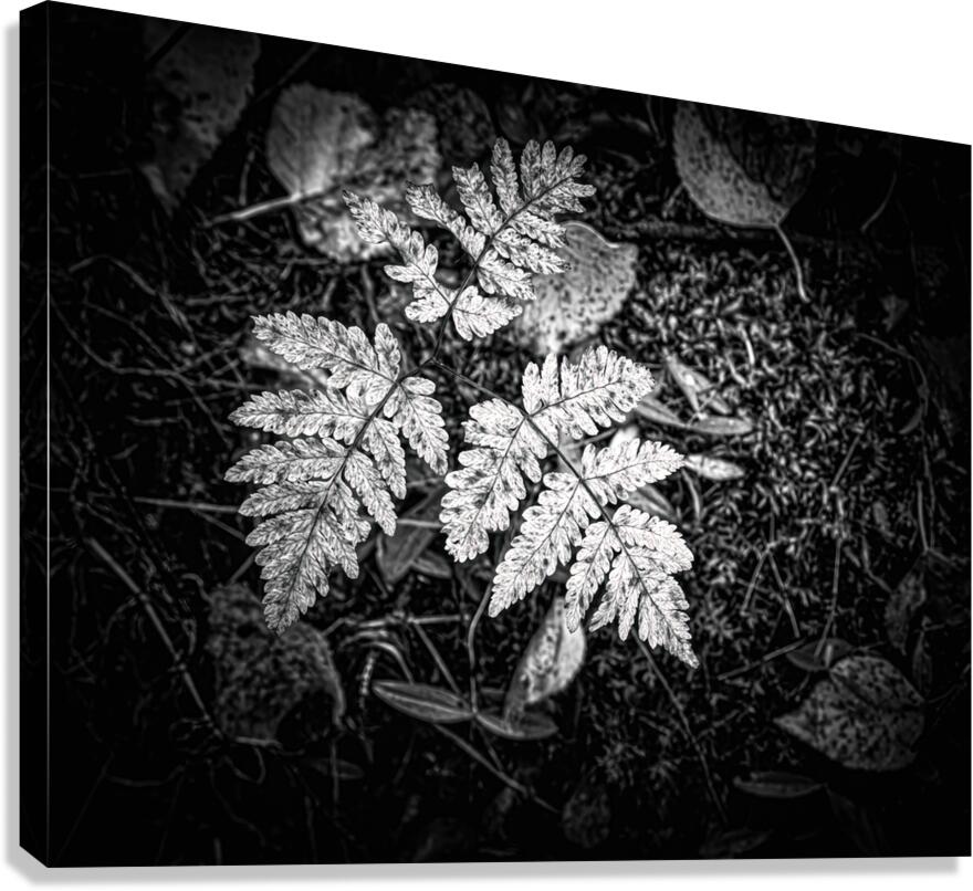 Ghost Fronds B W Canvas Print