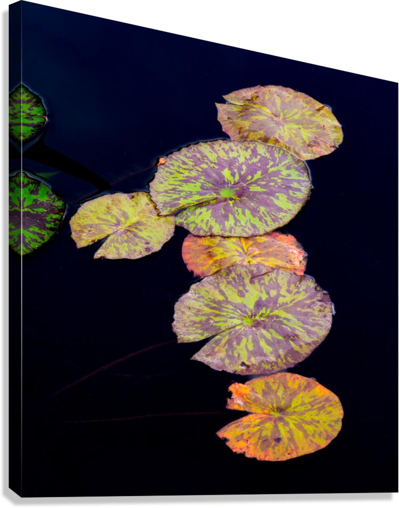 Lily Pads Canvas Print