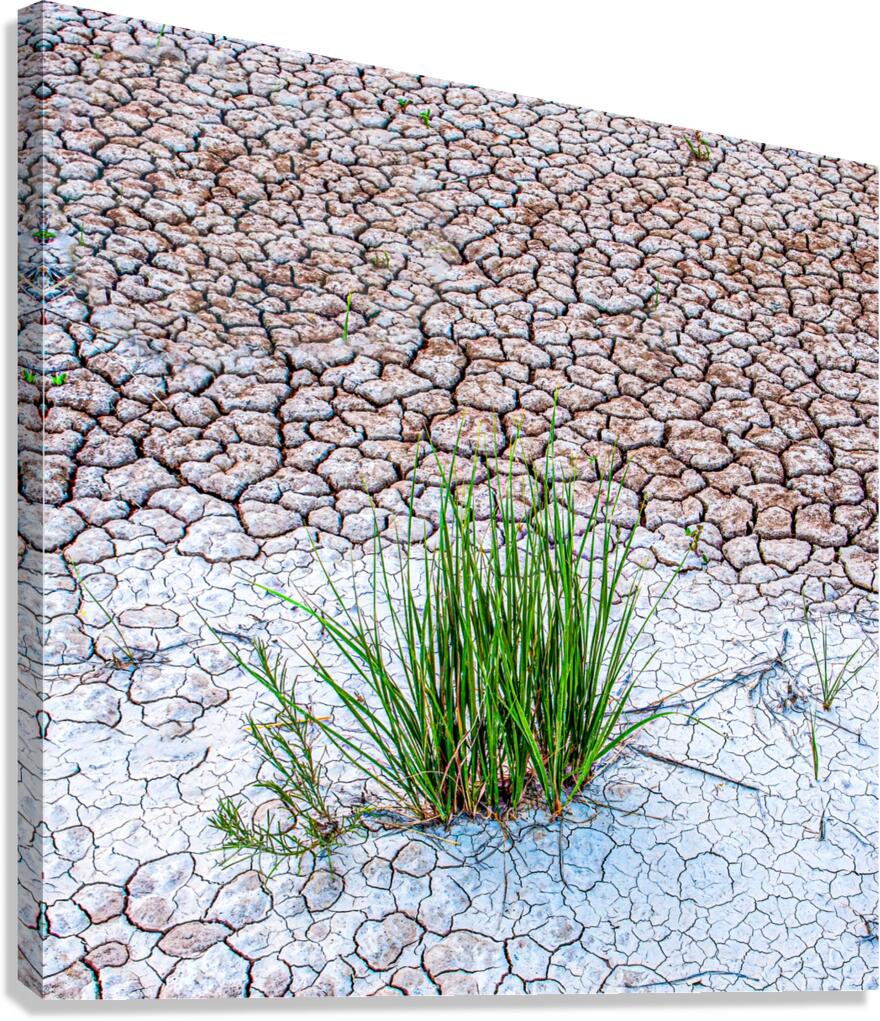 Parched  Canvas Print
